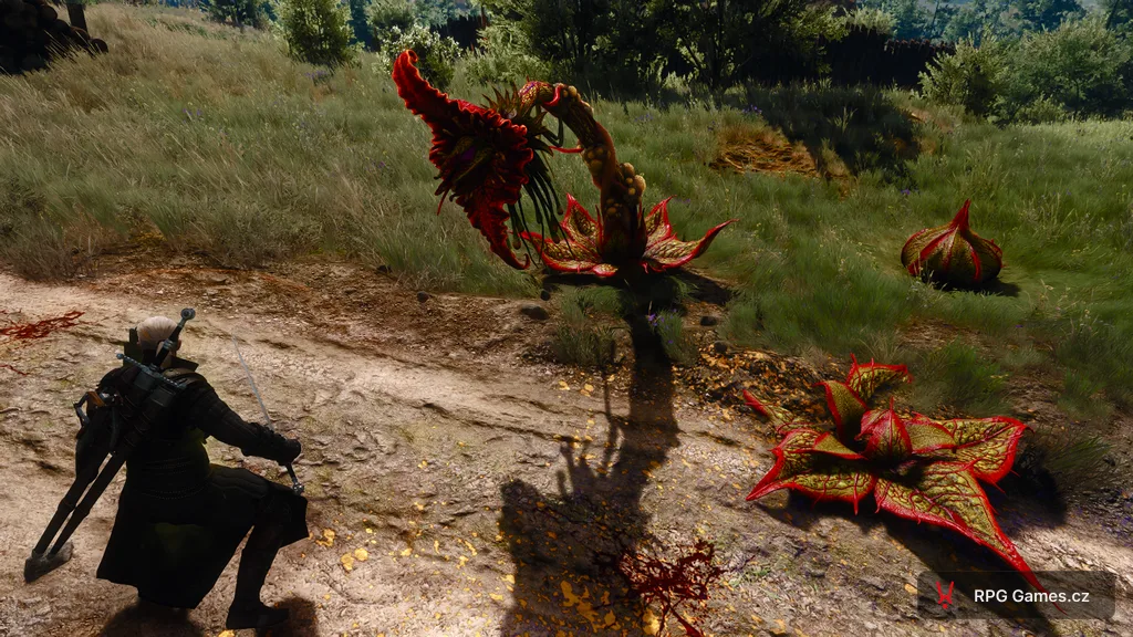 Geralt se stříbrným mečem proti archespoře na cestě v Toussaintu — masožravý květ s výhonky u nohou, Zaklínač 3